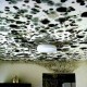mold removal
