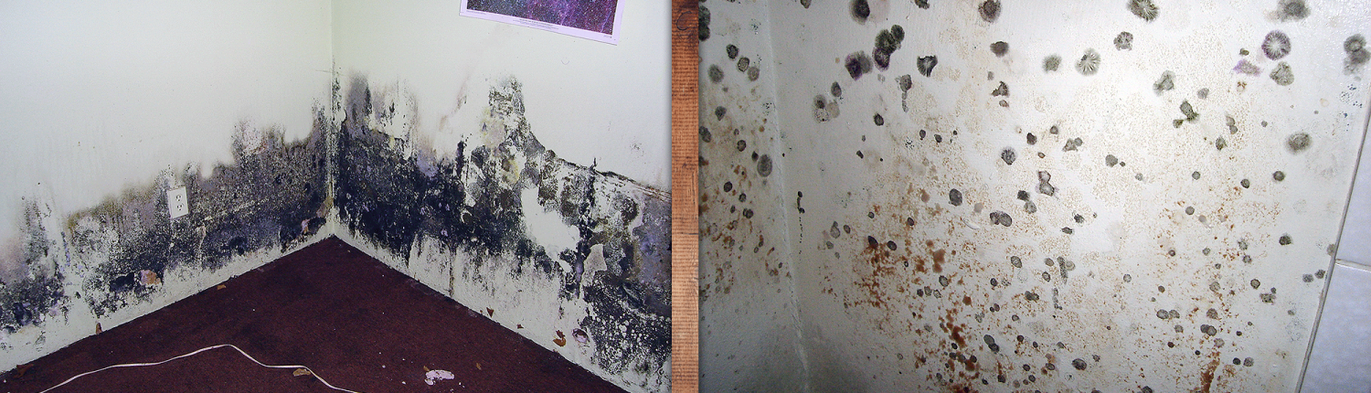 Mold-Growing-On-Walls-1-1500x430