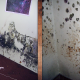 Mold Removal Utah