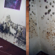 Mold Growing On Walls