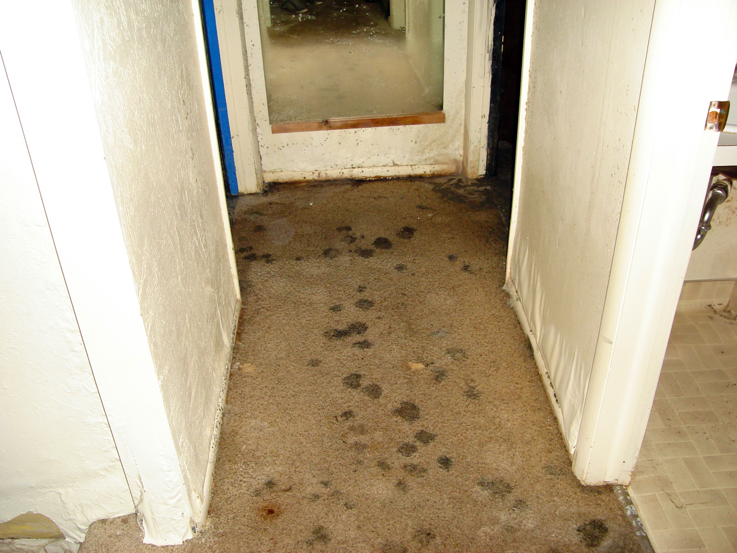Moldy-Carpet-from-Water-Damage
