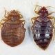 Bed Bugs