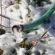 hose