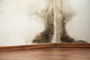 mold on drywall